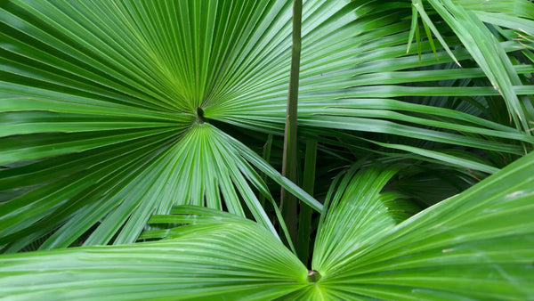 Saw Palmetto Extract