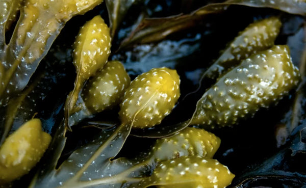 Seaweed Extract