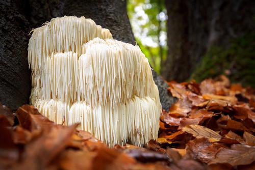 Lion’s Mane Mushroom Extract